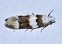 Exoteleia graphicella - Hodges#1838