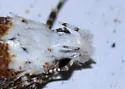 Exoteleia graphicella - Hodges#1838 - photo 2