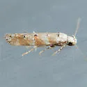 Exoteleia pinifoliella complex - Hodges#1840