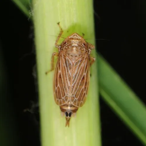 Extrusanus extrusus