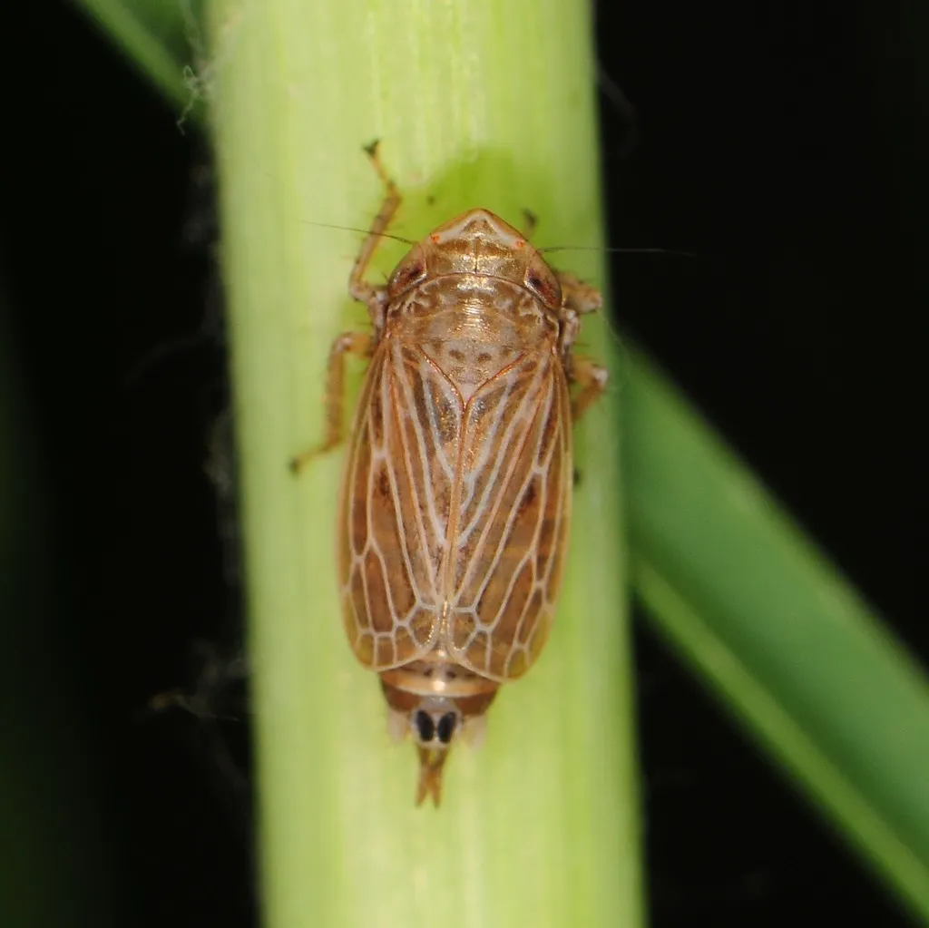 Extrusanus extrusus - photo 2