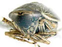 Extrusanus oryssus - photo 3
