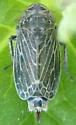 Extrusanus oryssus - photo 4