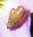 Extrusanus ovatus