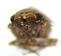 Extrusanus ovatus - photo 3
