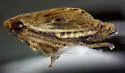 Extrusanus ovatus - photo 4