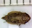 Extrusanus ovatus - photo 5