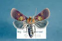 Epauletted Pitcher-plant Moth - Hodges#9021