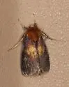 Epauletted Pitcher-plant Moth - Hodges#9021 - photo 3
