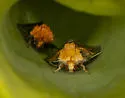 Epauletted Pitcher-plant Moth - Hodges#9021 - photo 4