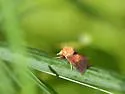 Epauletted Pitcher-plant Moth - Hodges#9021 - photo 5