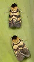Exyra ridingsii - Hodges#9023