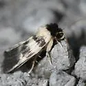 Exyra ridingsii - Hodges#9023 - photo 4