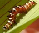 Pitcher Plant Mining Moth - Hodges#9024 - photo 2
