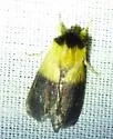 Pitcher Plant Mining Moth - Hodges#9024 - photo 3