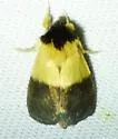 Pitcher Plant Mining Moth - Hodges#9024 - photo 4