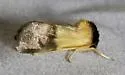 Pitcher Plant Mining Moth - Hodges#9024 - photo 5