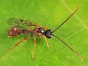 Exyston maculosum