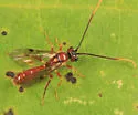 Exyston maculosum - photo 3