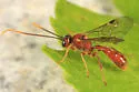 Exyston maculosum - photo 4