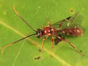 Exyston maculosum - photo 5