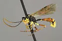 Exyston reniformis