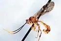 Exyston variatum