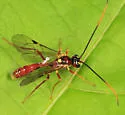 Exyston variatum - photo 2