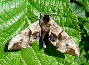 Eyed Hawk-moth