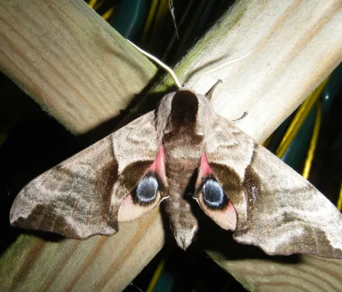 Eyed Hawk-moth - photo 2