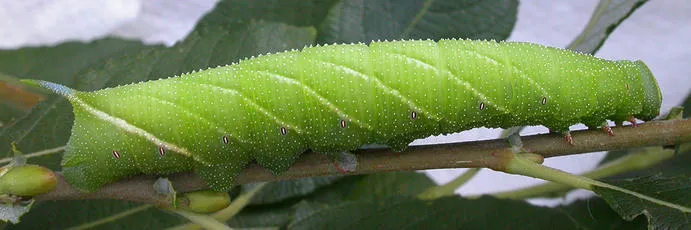Eyed Hawk-moth - photo 3