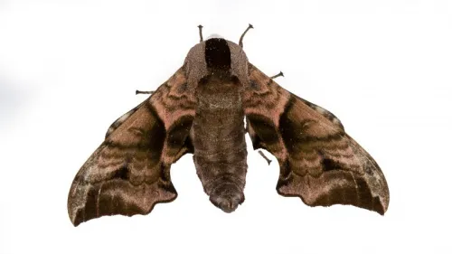Eyed Hawk-moth - photo 4
