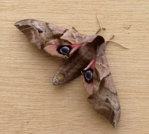 Eyed Hawk-moth - photo 5
