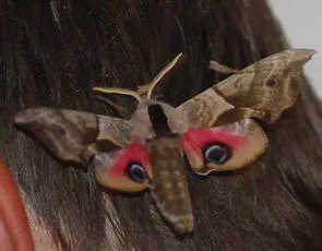 Eyed Hawk-moth - photo 6