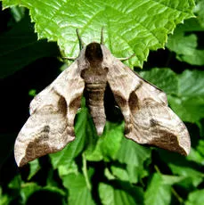 Eyed Hawk-moth - photo 7