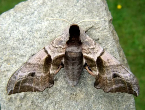 Eyed Hawk-moth - photo 8