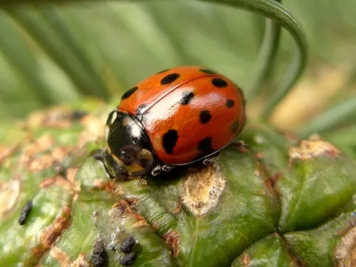 Eyed Ladybird