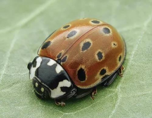 Eyed Ladybird - photo 2