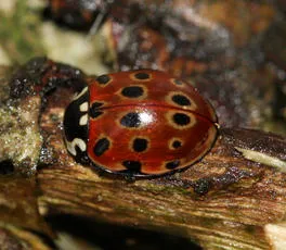 Eyed Ladybird - photo 3