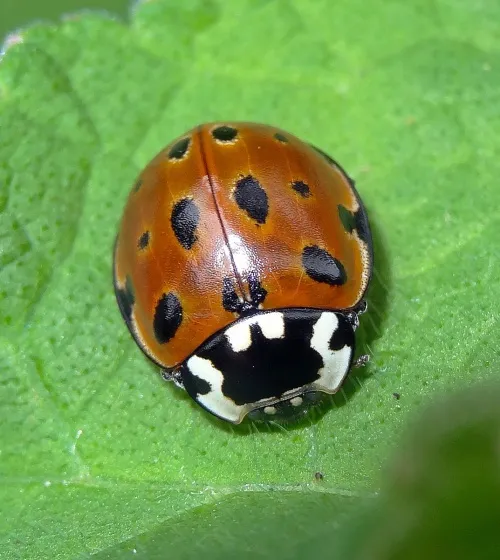Eyed Ladybird - photo 4