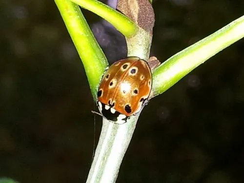 Eyed Ladybird - photo 5