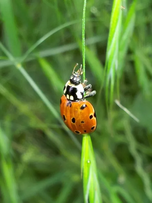 Eyed Ladybird - photo 8