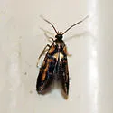 Edith's Fabiola Moth - Hodges#1053 - Fabiola edithella