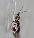 Edith's Fabiola Moth - Hodges#1053 - photo 2