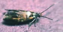Edith's Fabiola Moth - Hodges#1053 - photo 3