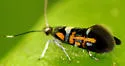 Edith's Fabiola Moth - Hodges#1053 - photo 4