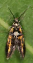 Edith's Fabiola Moth - Hodges#1053 - photo 5