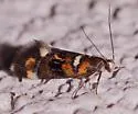Fabiola tecta - Hodges#1051