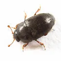Black Pollen Beetle