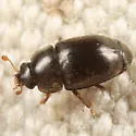 Black Pollen Beetle - photo 2